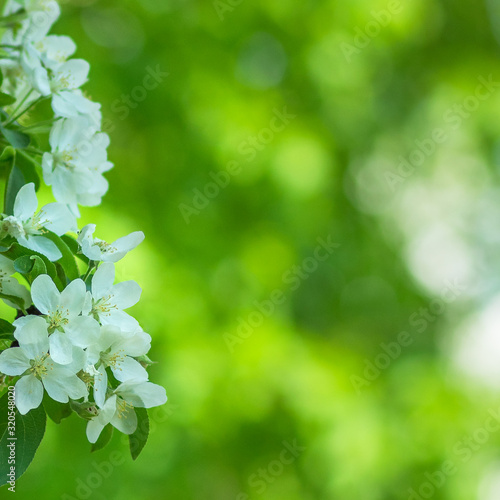 Apple tree flower on blurry green background. Copy space. Festive background.