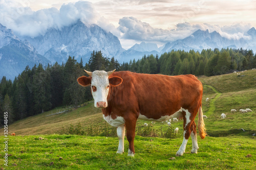 Cows in a meadow in the Alps   Italy