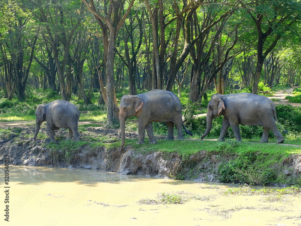 Fototapeta premium elephants near water