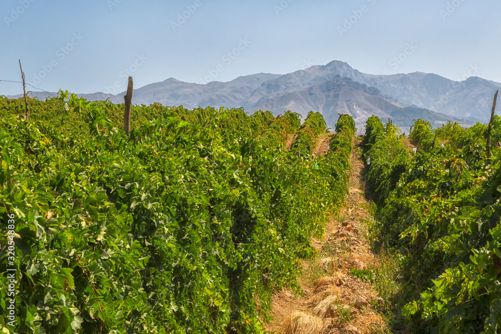 Obraz premium Vineyards of Uzbekistan against the backdrop of the mountains on a sunny day
