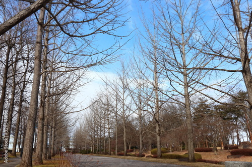 冬の銀杏並木と青空の背景 © 白太郎
