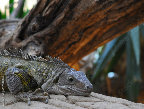 Relaxing iguana