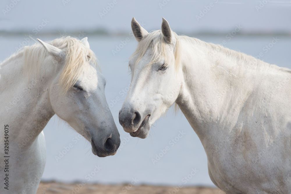 CABALLOS CABALLOS