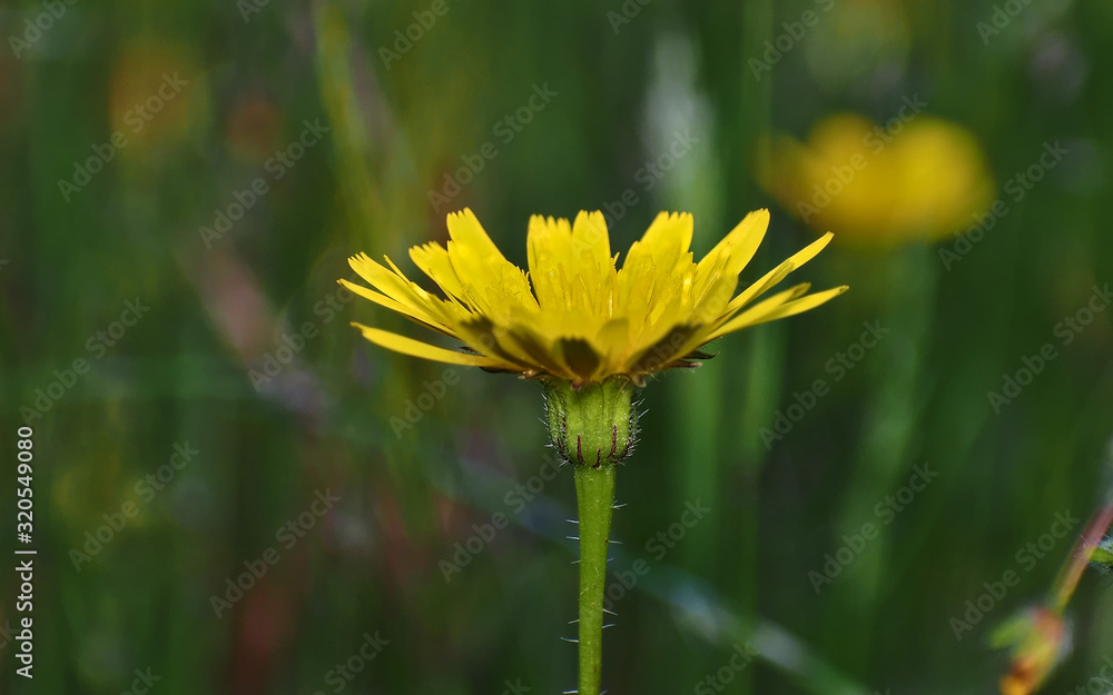 Sonchus palustris in frontal plane with green background. Sonchus palustris in frontal plane with green background.