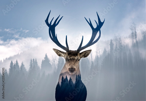Plakat Jeleń i mglisty las
