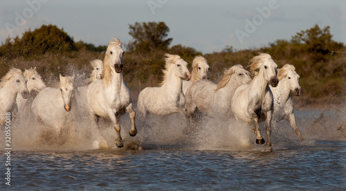 Fototapeta Naklejka Na Ścianę i Meble -  WHITE HORSES
