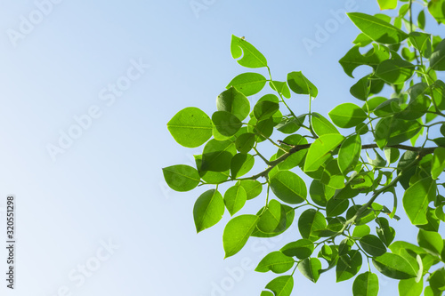 delbergia sisso or indian Rosewood green leaves photo