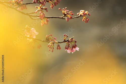 南伊豆 みなみの桜の蕾