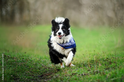 border collie dog funny walk on a green meadow dog tricks