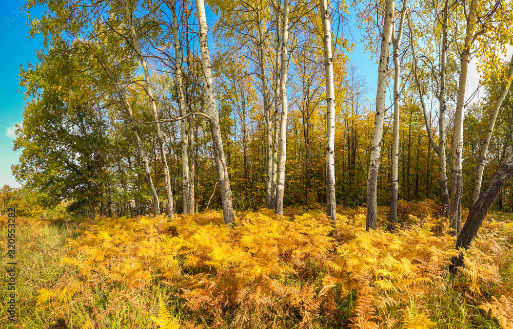 Fototapeta premium Forest panorama with ferns in the Caucasus Mountains