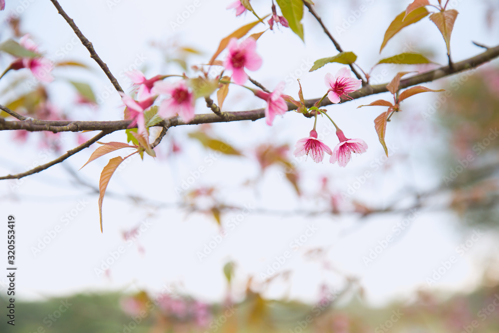 Beautiful cherry blossom or sakura in spring time over sky Beautiful cherry blossom or sakura in spring time over sky