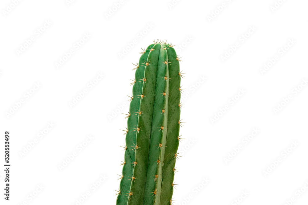 cactus Isolated on white background