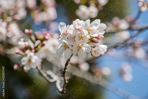 A closeup photo of Japanese cherry blossom (prunus serrulata) with a blue sky background