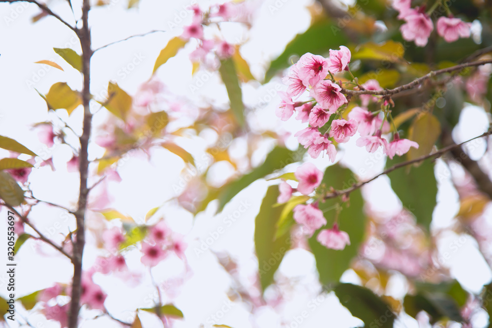 Beautiful cherry blossom or sakura in spring time over sky Beautiful cherry blossom or sakura in spring time over sky