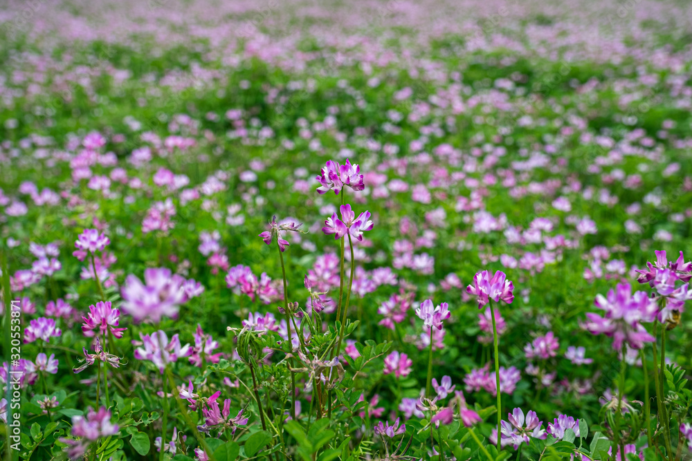 A closeup photo of alpine milk-vetch (astragalus alpinus) pink flower with a blurred background A closeup photo of alpine milk-vetch (astragalus alpinus) pink flower with a blurred background