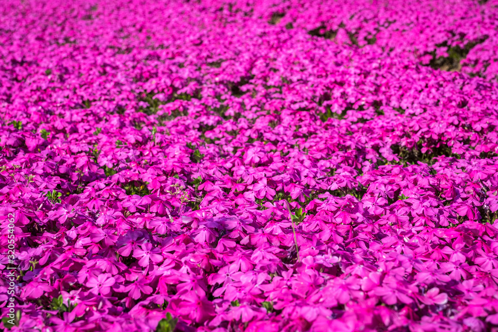 A bright pink carpet of garden phlox
