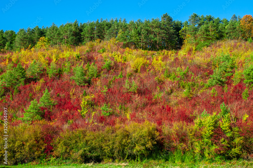 Colorful foliage of trees on a sunny autumn day