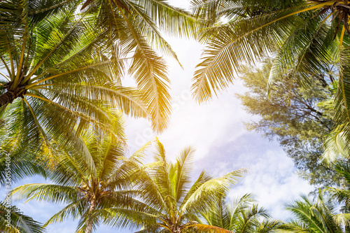 Under the coconut tree, summer outdoor day light, nature concept background © sirirak