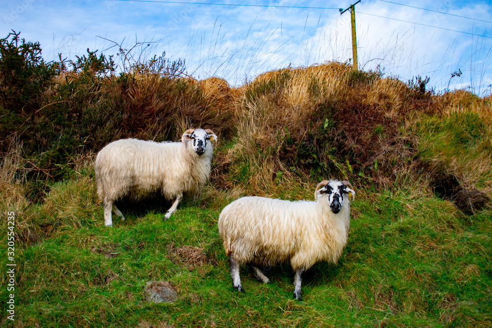 Naklejka premium Irish Mountain Sheep
