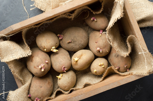 Top view of old box with sackcloth and pile of sprouted potatoes in it photo