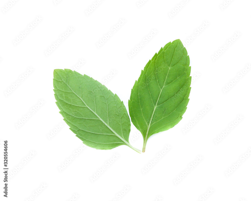 mint leaves isolated isolated on white mint leaves isolated isolated on white