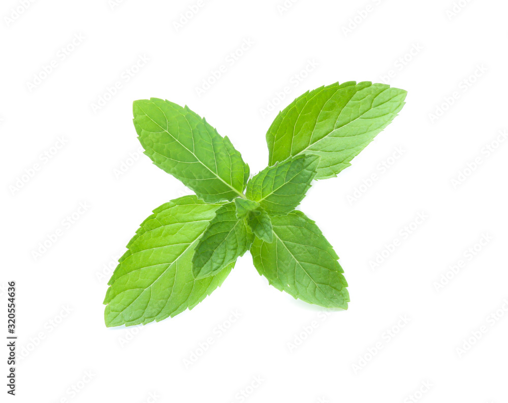 mint leaves isolated isolated on white mint leaves isolated isolated on white