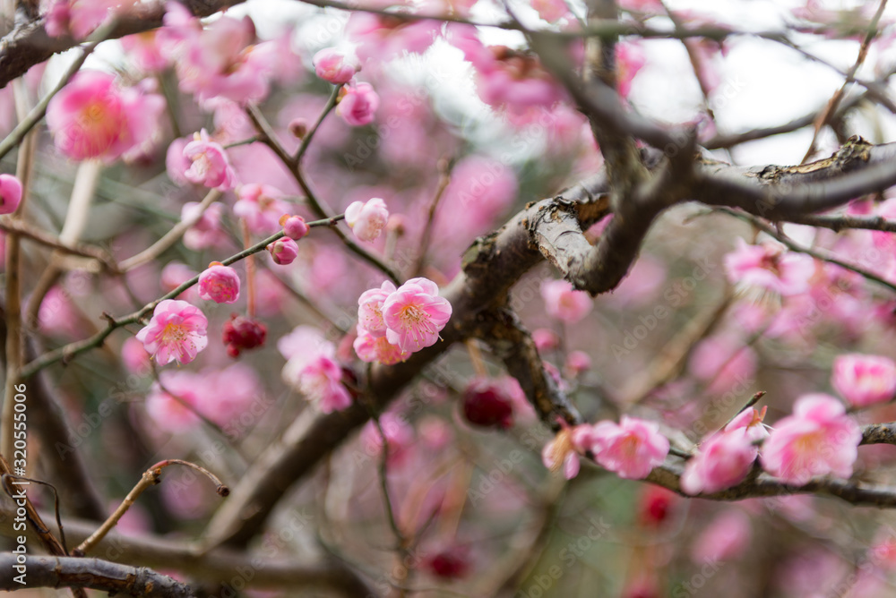 満開の紅梅