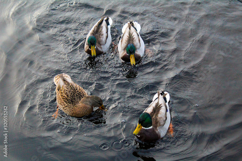 several wild Mallard ducks swim in the pond in the fall