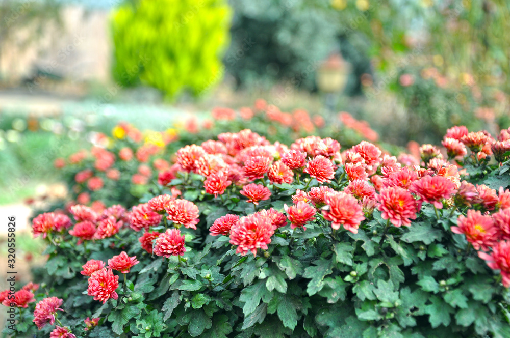 Colorful flowers in garden