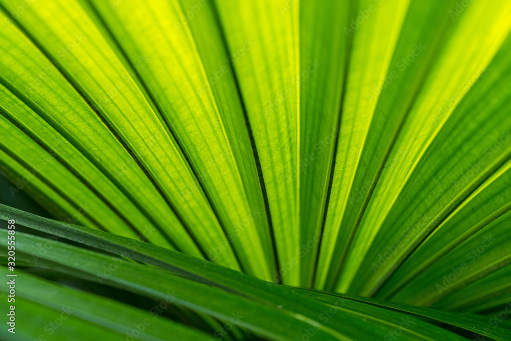 A closeup of vibrant and textural green leaves, perfect for a background A closeup of vibrant and textural green leaves, perfect for a background