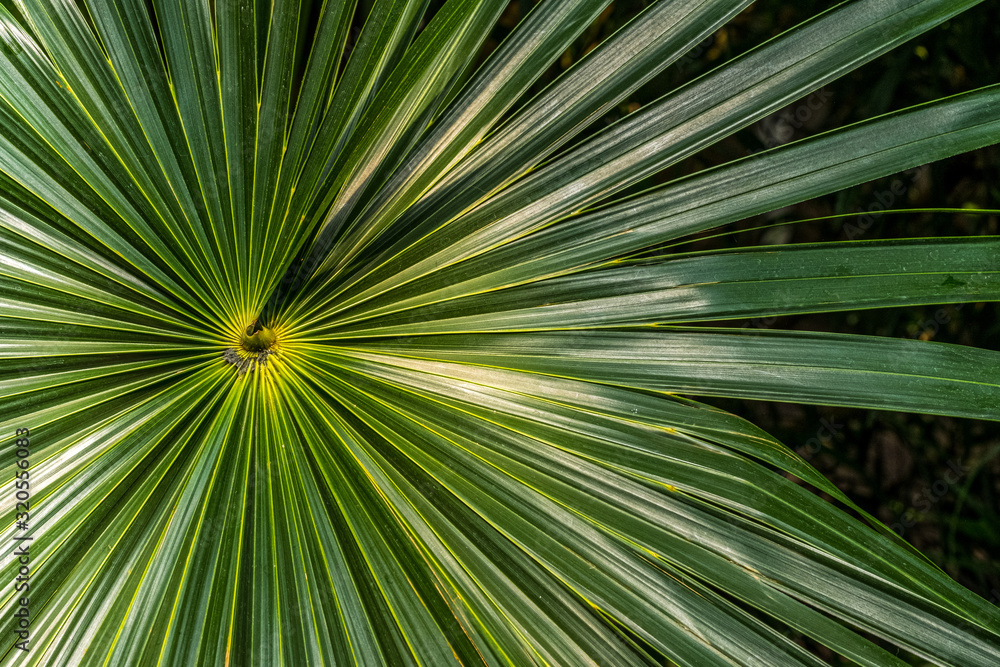 A closeup photo of vibrant green palm leaves (Coccothrinax miraguama) with room for text A closeup photo of vibrant green palm leaves (Coccothrinax miraguama) with room for text