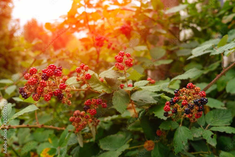 blackberry on a branch. Black and red fruits on a tree. blackberry on a branch. Black and red fruits on a tree.