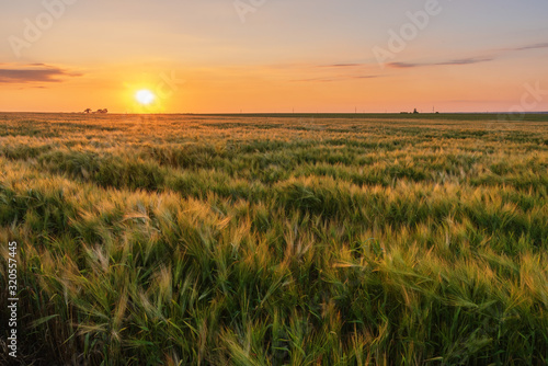 Harvesting on wheat fields in summer