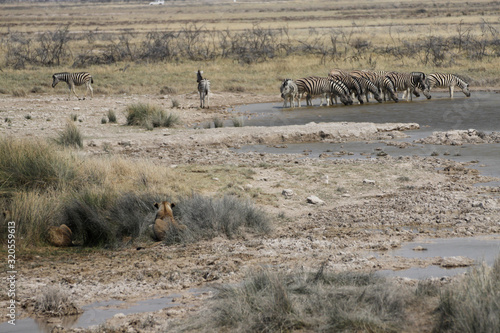 lwy ukryte w trawach obserwujące zebry przy wodopoju © KOLA  STUDIO