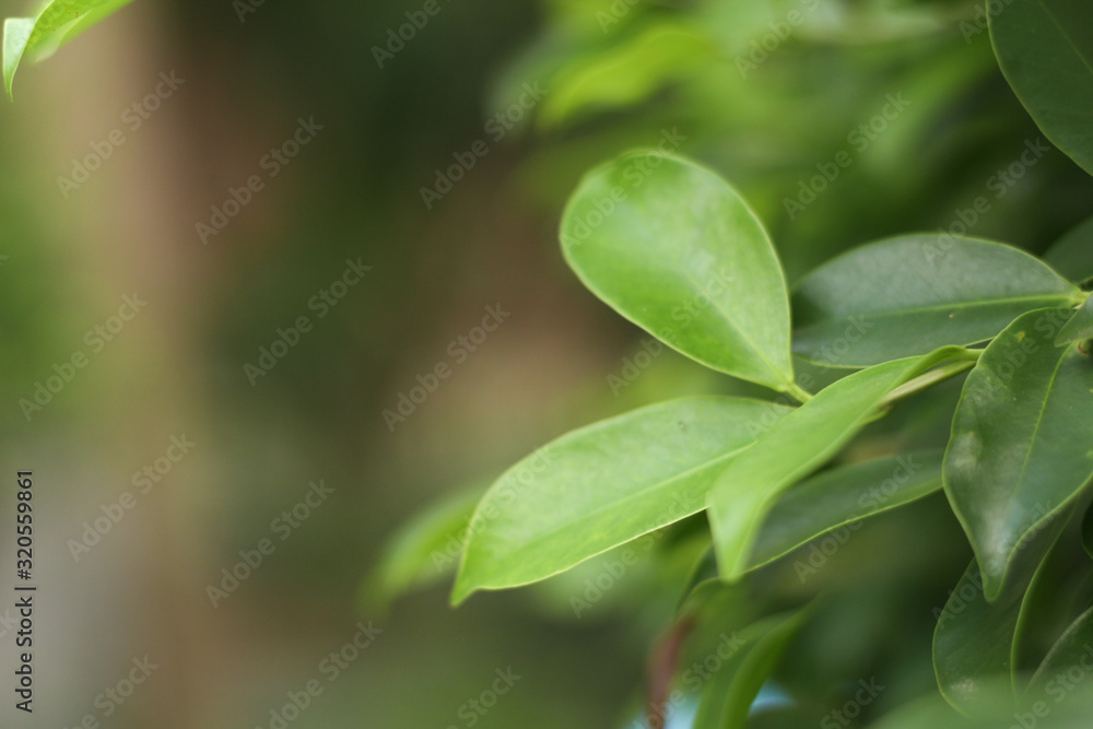 Closeup nature view of green leaf   under sunlight. Natural green plants landscape using as a background or wallpaper