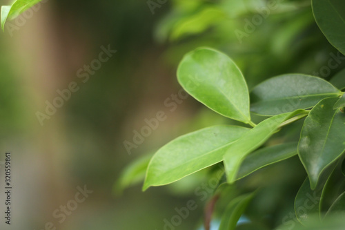 Closeup nature view of green leaf under sunlight. Natural green plants landscape using as a background or wallpaper