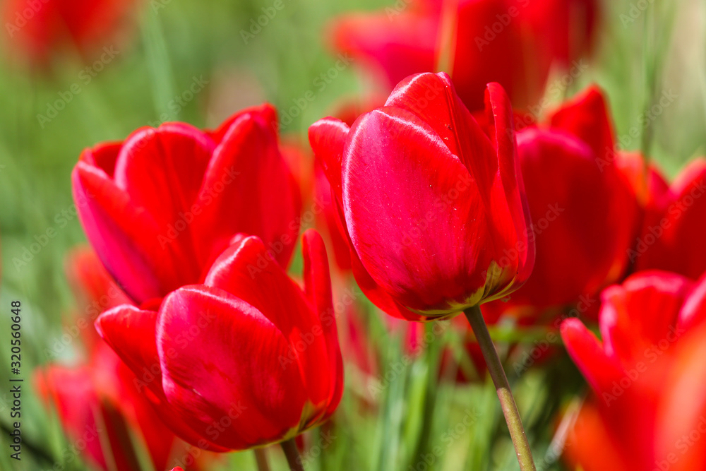 Red tulips in spring on a sunny day Red tulips in spring on a sunny day
