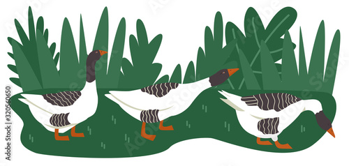 Vector illustration of three pomeranian geese grazing in a green meadow Cartoon flat style Organic farm Summer decorative banner Countryside and farmland, agricultural industrial
