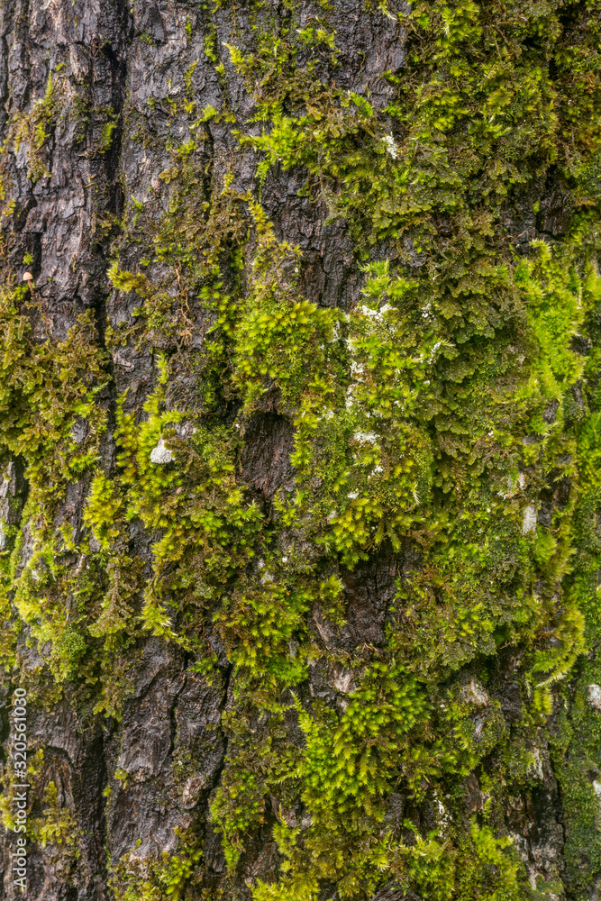 Tree bark texture 2 Tree bark texture 2