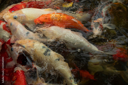 carp in pond  japenese fish