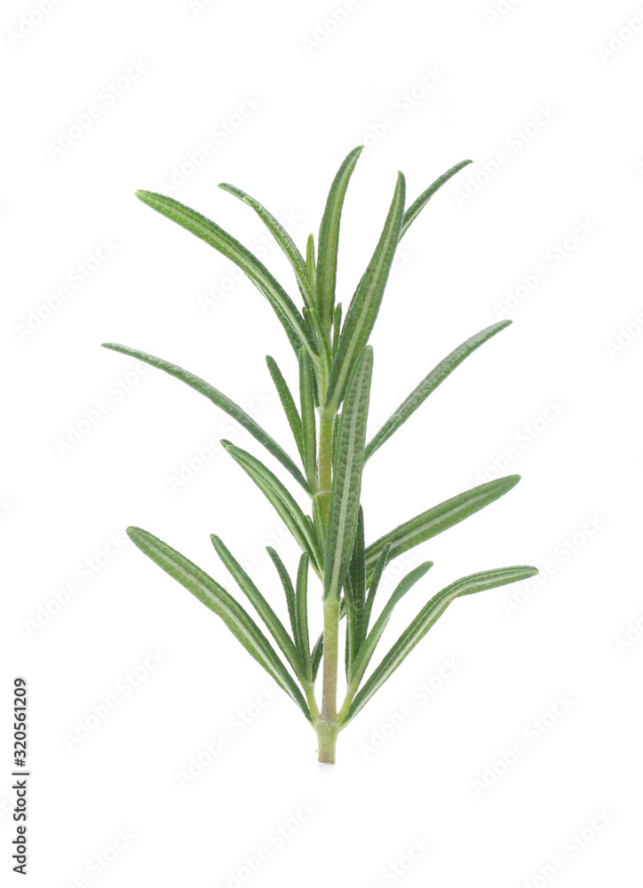rosemary isolated on white background rosemary isolated on white background