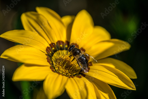 A closeup photo of a bee on a bright yellow treasure flower (gazania rigens)