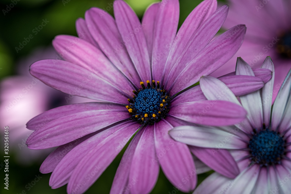 A macro photo of pink, orange and blue cape marguerite flowers A macro photo of pink, orange and blue cape marguerite flowers