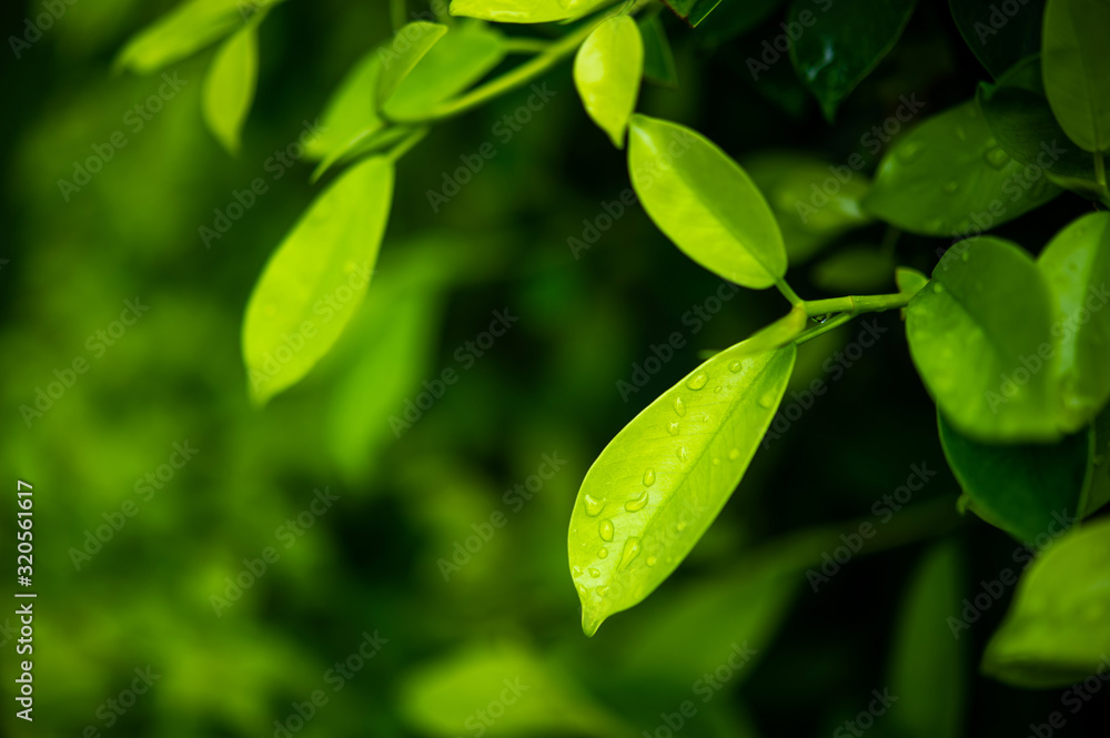 Green tea leaves, young shoots that are beautiful