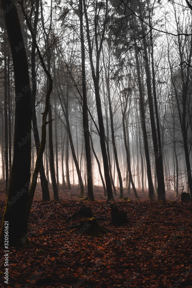 gespenstischer Wald in Nebel liegend an einem trüben Wintertag mit kargen Bäumen