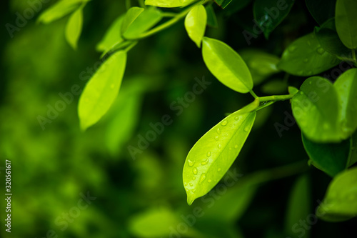 Green tea leaves, young shoots that are beautiful