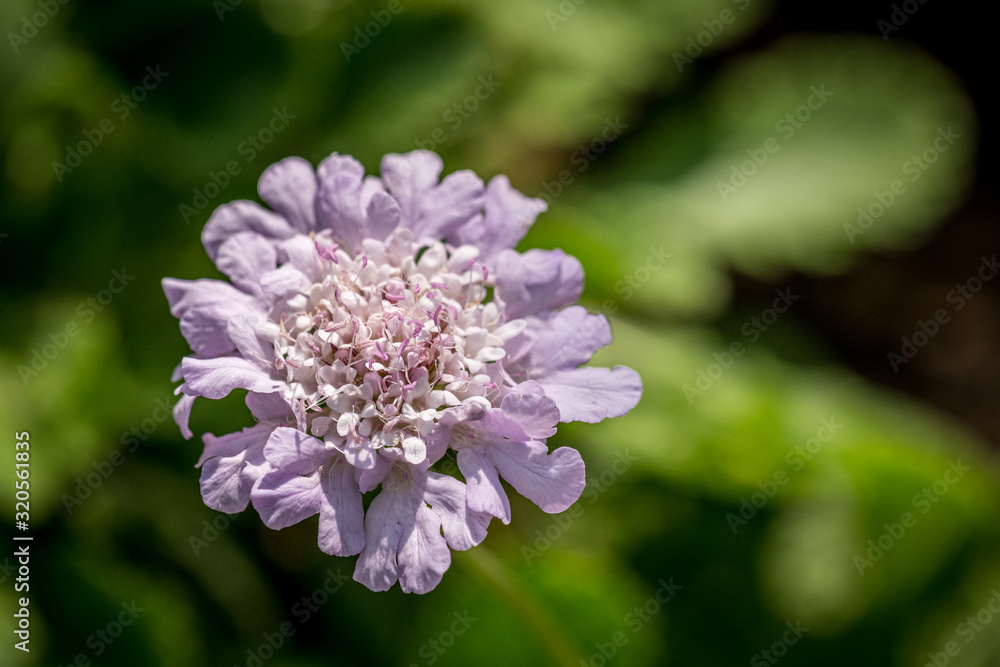 A closeup photo of a pincushion flower (lomelosia caucasica) with a blurred green background A closeup photo of a pincushion flower (lomelosia caucasica) with a blurred green background