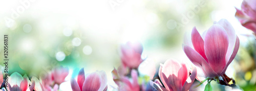 Beautiful magnolia flowers, closeup. Amazing spring blossom photo