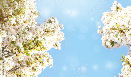 Beautiful cherry tree on sunny day. Amazing spring blossom