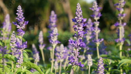 Beautiful flowers in the park